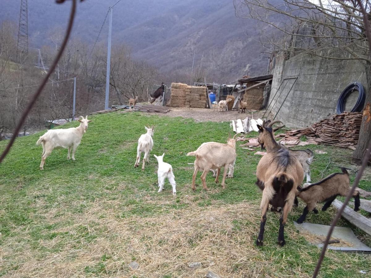 Milky'S House Isola del Cantone Exterior foto
